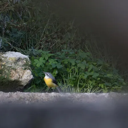 Quinta Da Portinha, Stunning Views Of The Douro River Feriehus